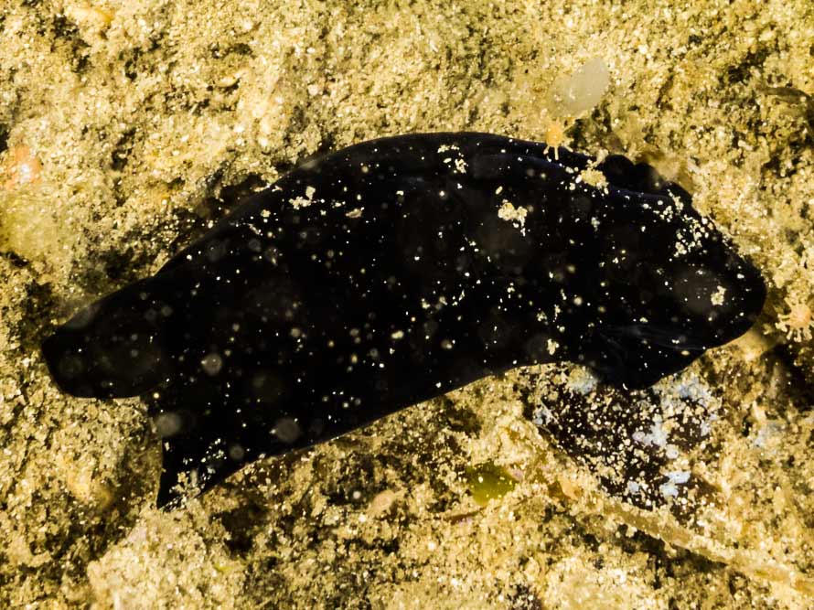 Philinopsis sp. 5